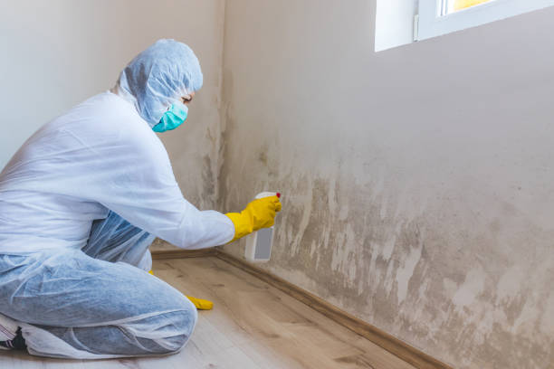 Black mold inspection in Midland Park